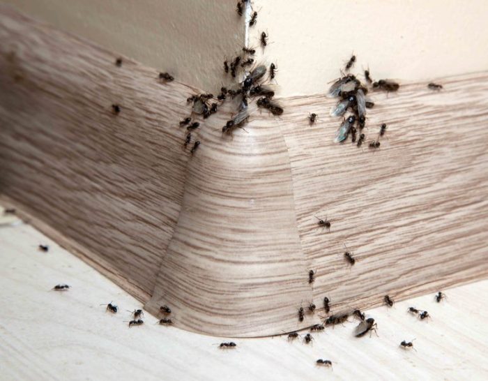 Чем травить маленьких муравьев в квартире