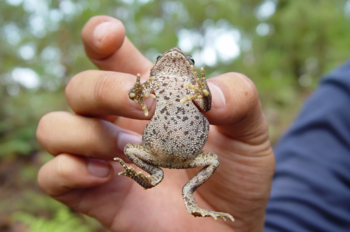 Прикосновение к жабе на самом деле не вызывает никаких страшных последствий. /Фото: tainy.net