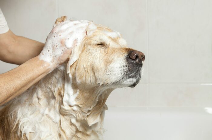 Блохи не переносят запаха и действия ополаскивателя для рта. /Фото: dogwashbucuresti.ro