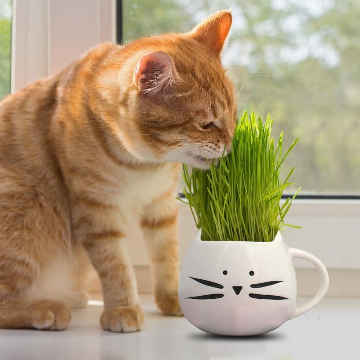Трава порадует кошку, а красивый горшок – владельца животного. /Фото: images-na.ssl-images-amazon.com