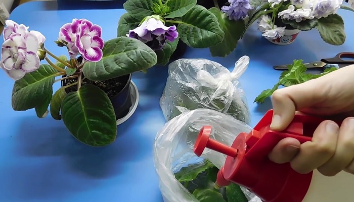 8 лайфхаков, как вернуть к жизни комнатные растения и без хлопот за ними ухаживать