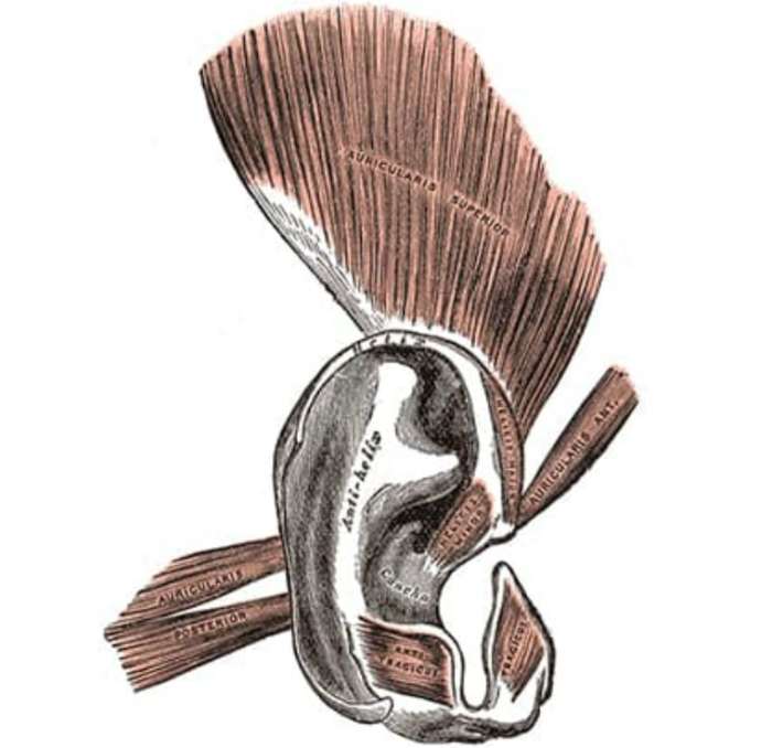 Мышцы для шевеления ушами. /Фото: cdn.junglecreations.com
