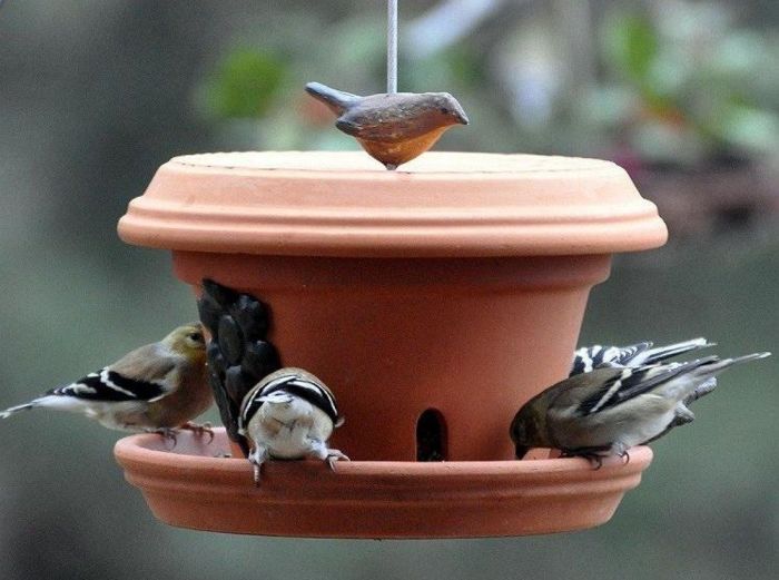 За птицами всегда приятно наблюдать. /Фото: pol-master.com