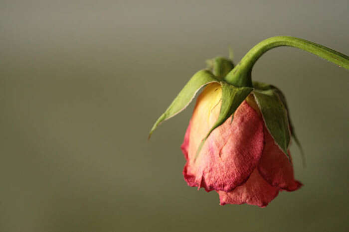 Даже увядающие цветы можно спасти и привести в чувство. /Фото: i2.wp.com