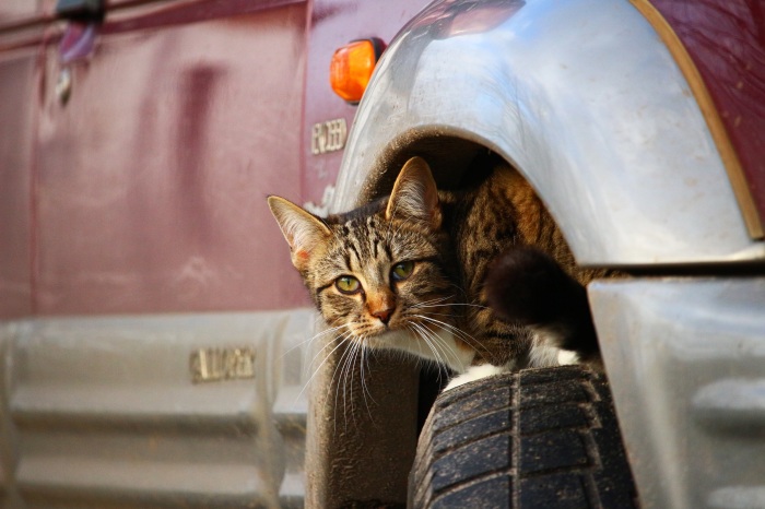 Кошки часто прячутся под припаркованными автомобилями. /Фото: get.pxhere.com