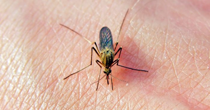 Отпугните комаров с самодельным репеллентом. /Фото: celulitispedia.com