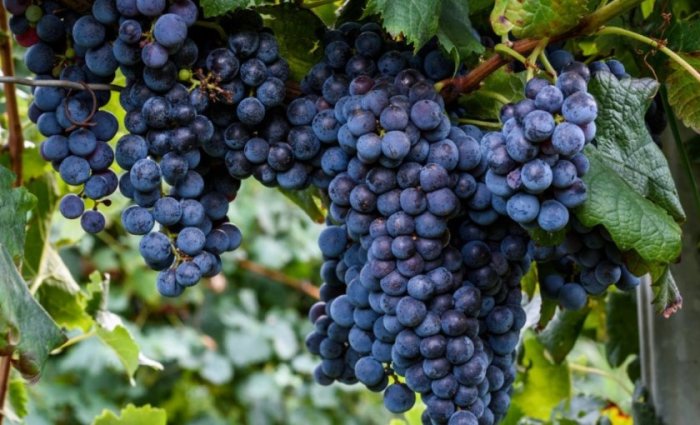 Виноград на самом деле не так безобиден, как многие думают. /Фото: fermer.blog