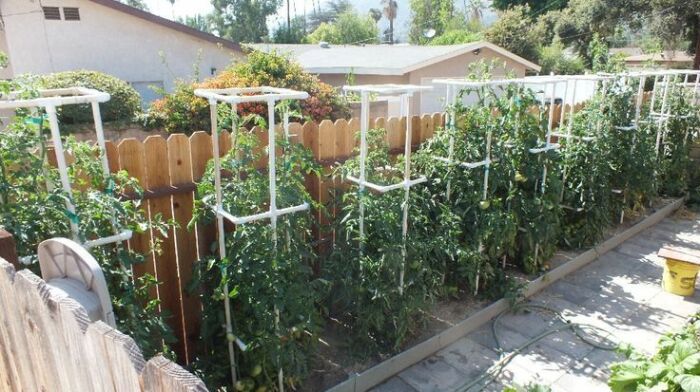 С такими опорами можно рассчитывать на обильный урожай помидоров. /Фото: i.pinimg.com