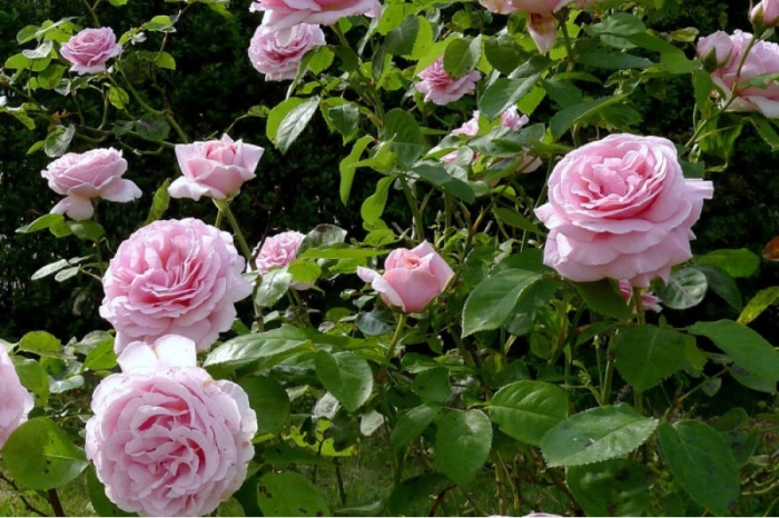 Кустовые розы дружат с чесноком. /Фото: zlatpitomnik.ru