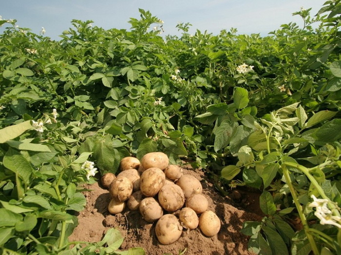 Правильное соседство обеспечит богатый урожай картофеля. /Фото: stopanin.com