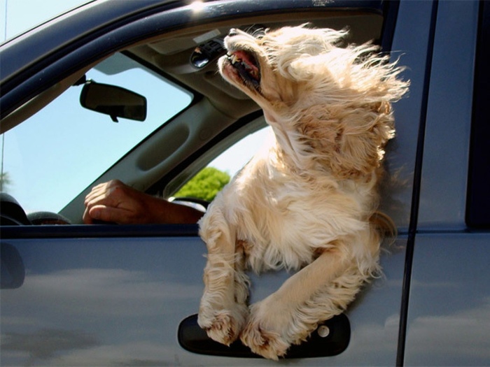 Открытое окно на скорости негативно влияет на расход топлива... и на прическу вашей собаки. | Фото: pp.userapi.com