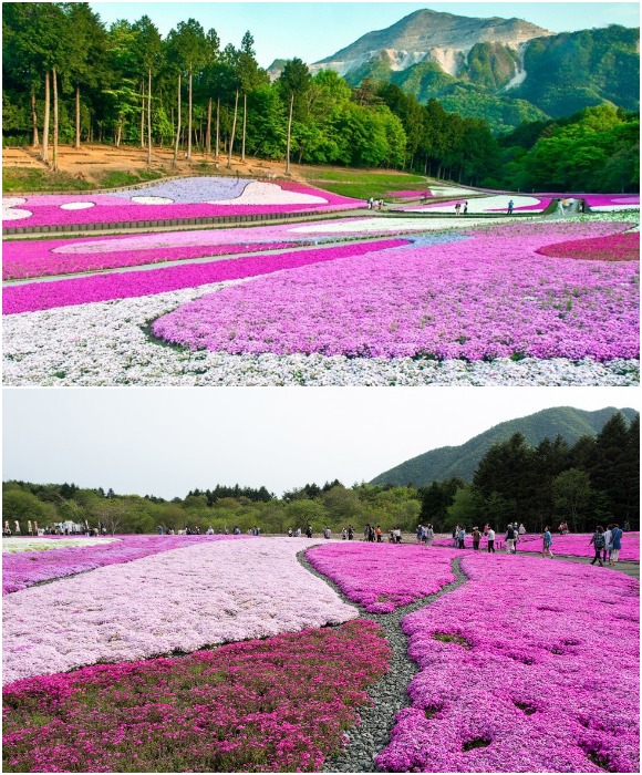 У подножья священной горы Фудзи с середины апреля по начало июня ежегодно проходит Цветочный фестиваль Сибадзакура (Япония).