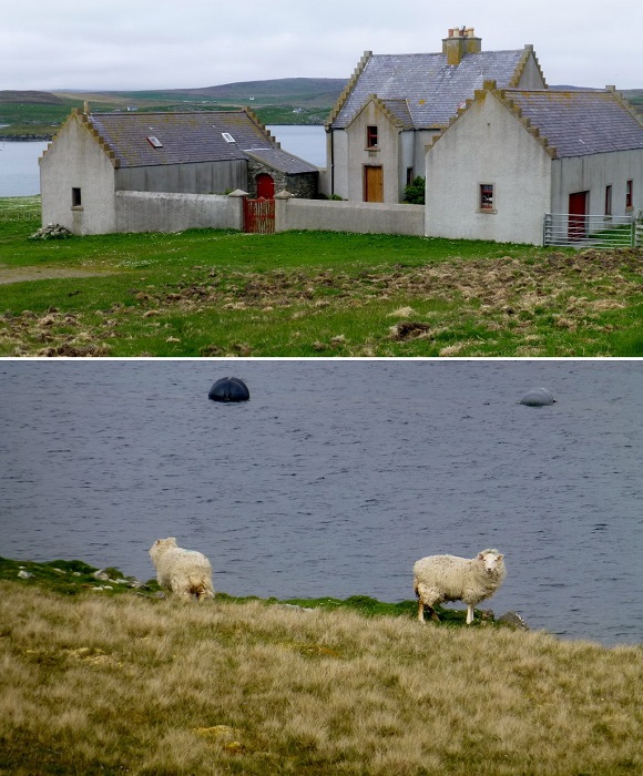 Скотный двор с фермой, где содержатся элитные породы овец, которые питаются лишь экологически чистой травой (The Isle of Vaila, Шотландия).