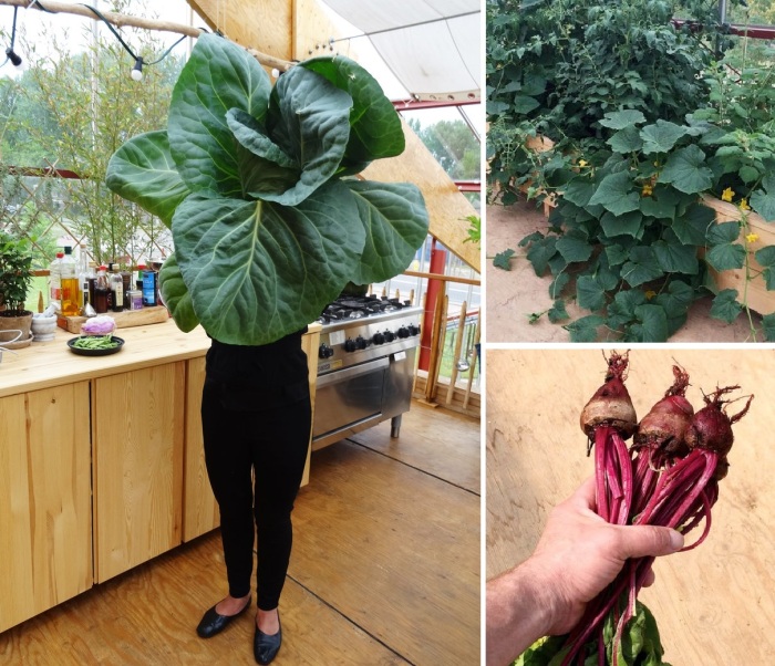 Теперь на столе только экологичные овощи, выращенные своими руками (CHIBB).