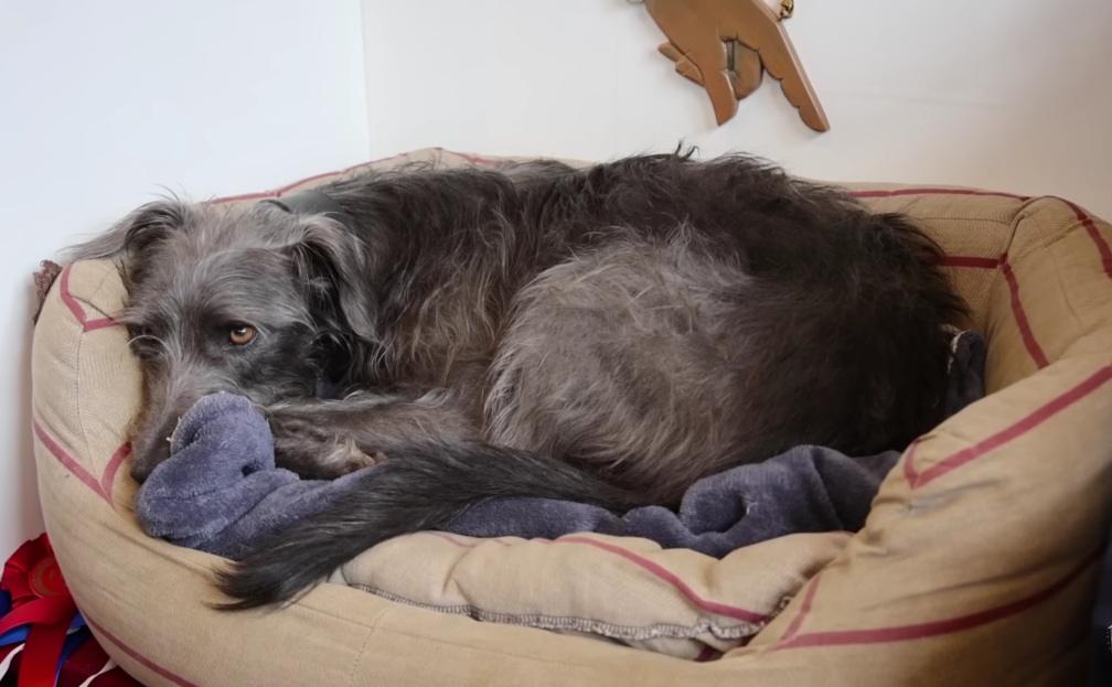 У Монти имеется собственный уголок. У Монти имеется собственный уголок.