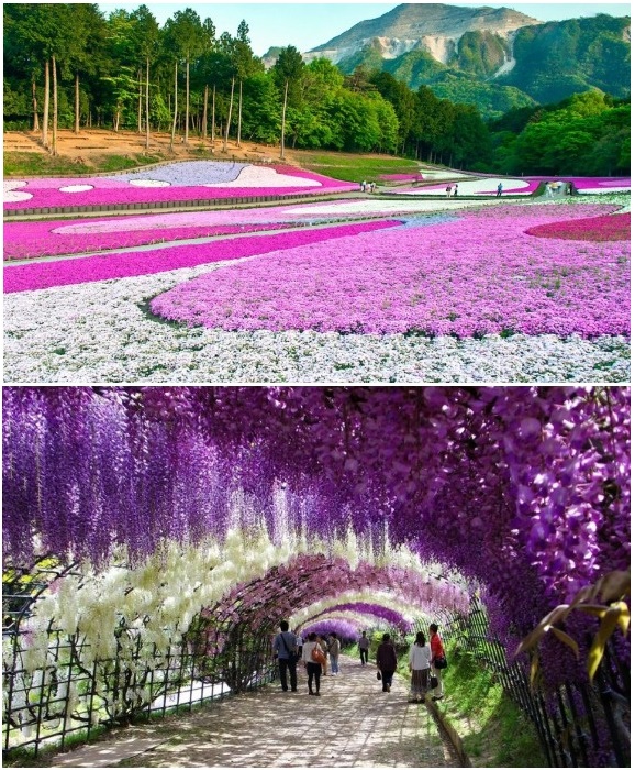 Тысячи туристов приезжают в Национальный приморский парк Хитачи, чтобы насладиться неповторимой красотой цветущих растений (Япония).