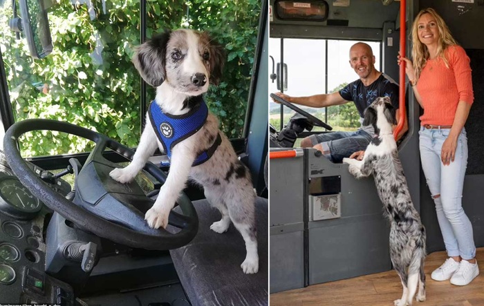 До конца преобразований очаровательный щенок превратился во взрослого пса. 