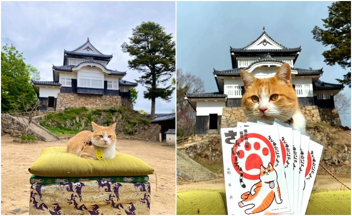 Bitchu-Matsuyama Castle был признан «лордом» – хранителем замка и его визитной карточкой (Биттю-Такахаси, Япония).