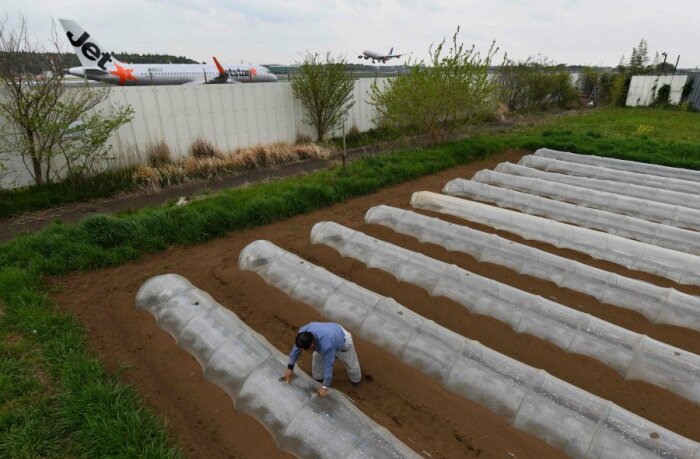 Такао Шито выращивает органические овощи посреди территории Narita international airport (Япония). | Фото: nst.com.my.