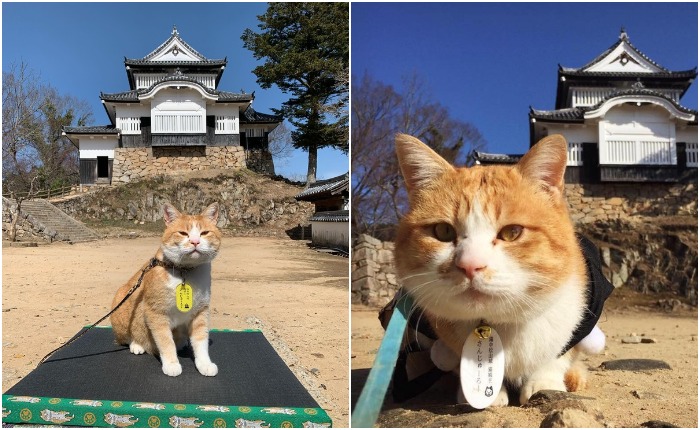 Кот Сандзюро – всеобщий любимец посетителей, которым удалось подняться на вершину горы Комацу (Bitchu-Matsuyama Castle, Япония)