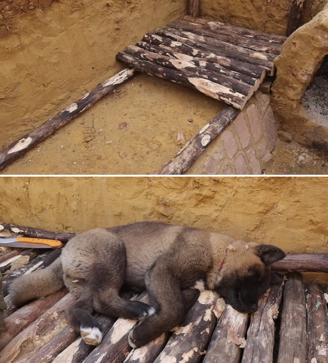 Скромная лавка служит местом сна не только для хозяина. Скромная лавка служит местом сна не только для хозяина.