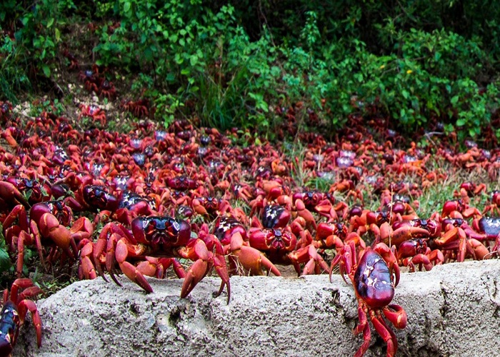 Невероятное паломничество красных наземных крабов на остров Рождества.