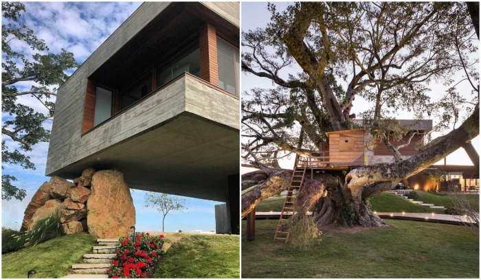 Чтобы сохранить фиговое дерево, архитекторы создали необычный проект (Casa Da Figueira, Бразилия). 