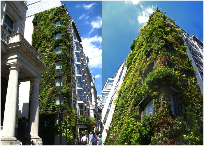 Вертикальные сады украшают и роскошный Athenaeum Hotel в центре Лондона (Великобритания, проект Патрика Блана).