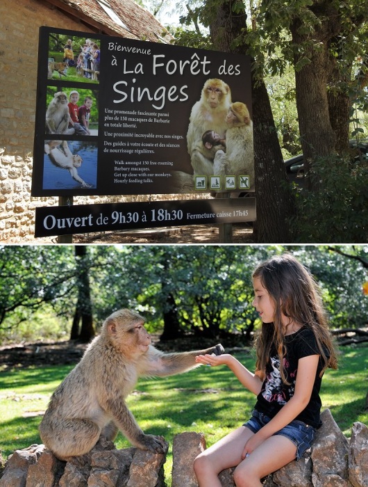 В Рокамадуре есть свой парк обезьян La Forêt des Singes, где посетители могут вживую пообщаться с берберийскими макаками (Франция).