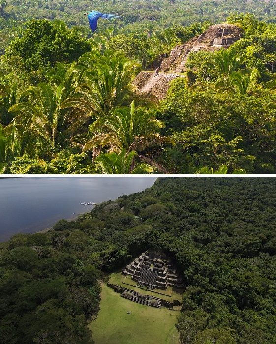 Грандиозные каменные храмы, спрятаны от туристических троп за роскошной зеленью джунглей (Lamanai, Белиз).