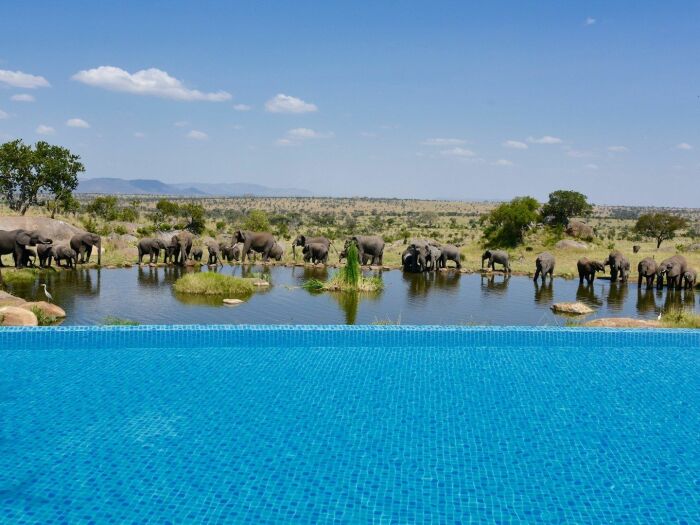 Отдых и купание в бассейне сафари-лоджа подойдет тем, кто любит максимально тесное общение с представителями дикой природы (Swala Luxury Lodge, Танзания). | Фото: premierpoolsandspas.com.