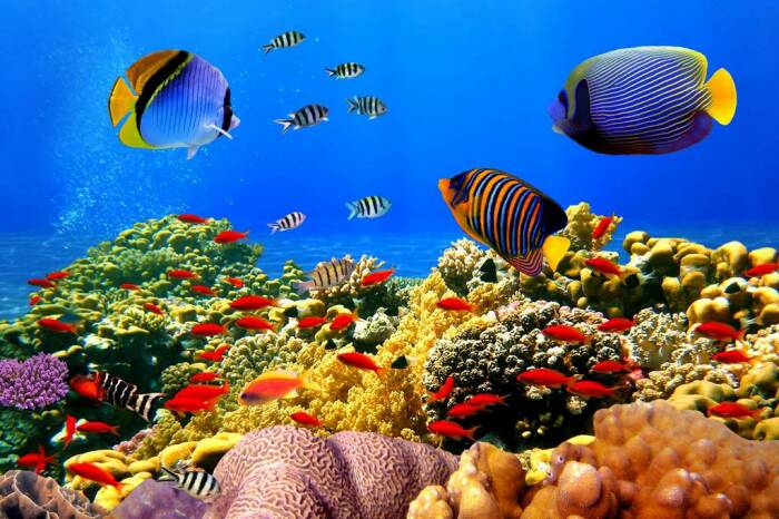 Удивительный мир кораллов Большого Барьерного рифа (Австралия). | Фото: pinterest.com.