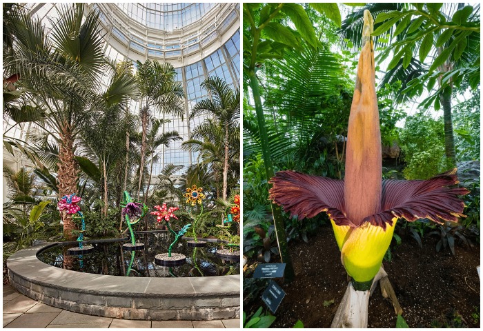 Потрясающая стеклянная оранжерея разделена на 11 галерей, где можно увидеть растения со всего мира (Enid A Haupt Conservatory, Нью-Йорк).