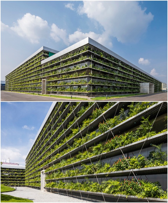 Фасады фабрики по производству стальных тросов компании Jakob превращены в сплошной вертикальный сад (Хошимин, Вьетнам). 
