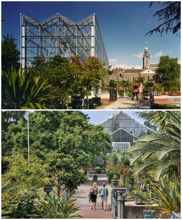 Академический сад при университете Лейдена превратился в прекрасный парк с множеством оранжерей и питомников, где выращиваются уникальные виды растений (Нидерланды).