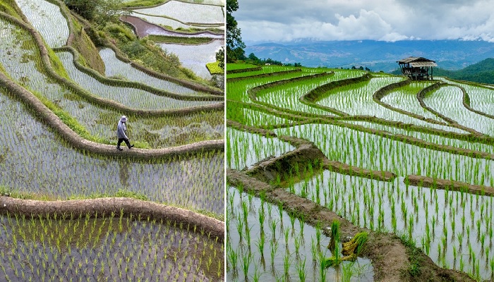 По сей день труд на террасных полях только ручной, что делает выращивание риса не рентабельной отраслью (Банауэ, Филиппины).