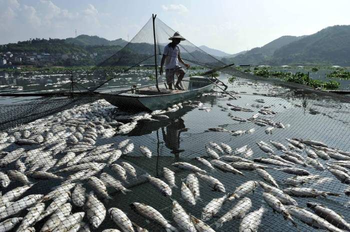Еще сотню лет назад рыбный промысел был одним из главных источников доходов населения Японии. | Фото: matricalietuvoje.wordpress.com.