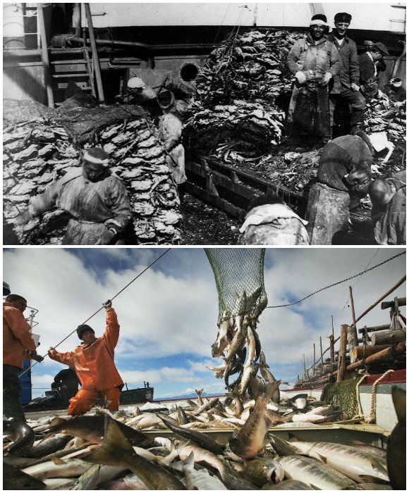 Недалеко от берегов Камчатки ловлей рыбы занимались как японский промысловый флот, так и советский.