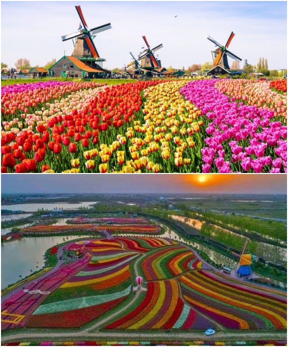 Некоторые тюльпановые плантации превращают в арт-композиции, чтобы туристы получили незабываемые впечатления (Нидерланды).