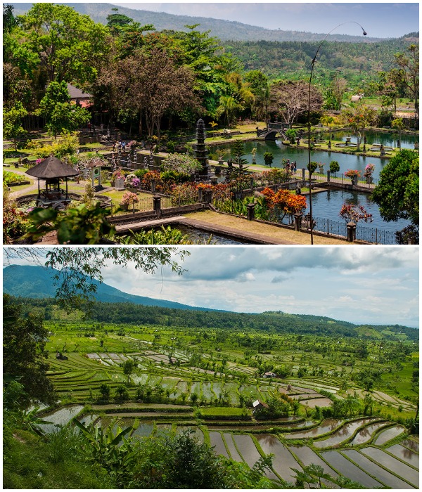 Трехуровневый водный ансамбль подпитывает рисовые поля, расположенные вокруг него (Tirta Gangga Water Palace, Бали).
