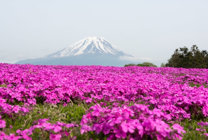 В парке Хитсуджияма разбит гигантский цветочник с флоксами разных оттенков розового цвета. (Фудзикавагутико, Япония). | Фото: omnesolum.livejournal.com..