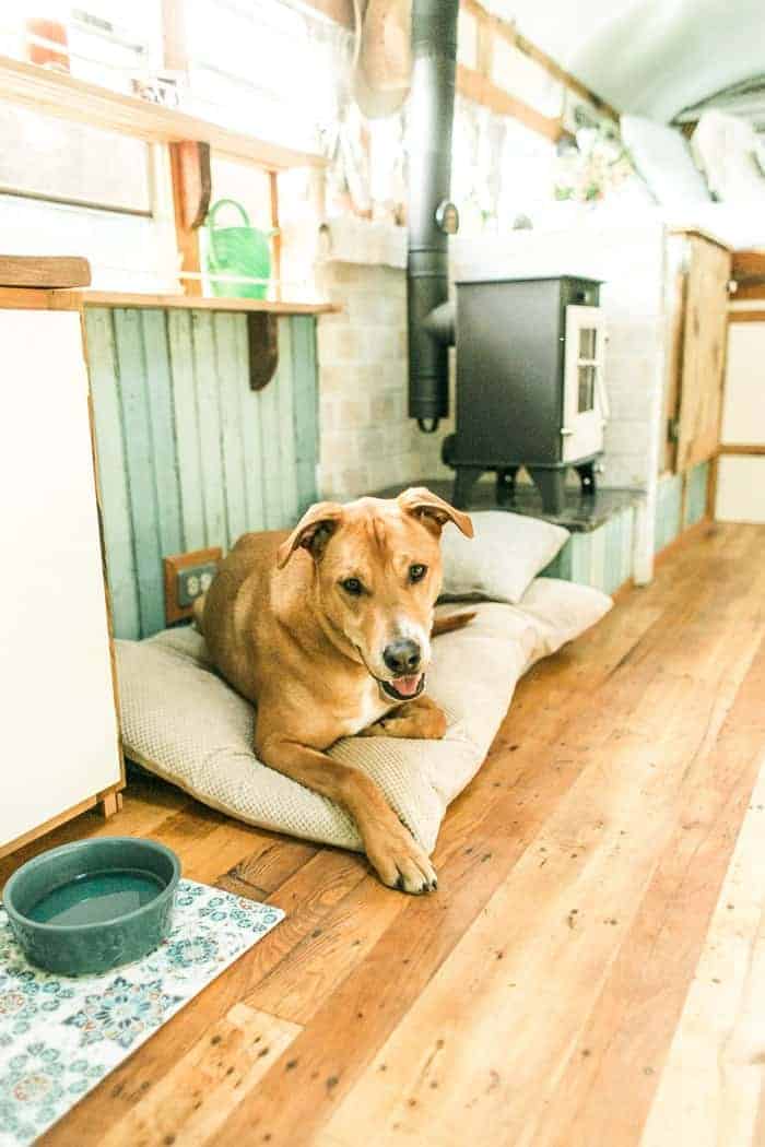 У любимого пса есть своя лежанка. У любимого пса есть своя лежанка.