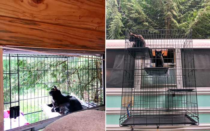 Катио для домашних любимчиков. Катио для домашних любимчиков.