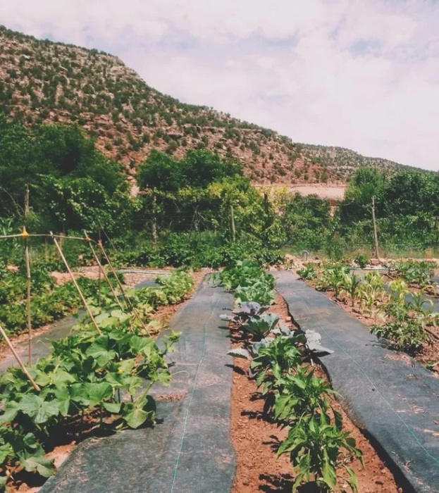 На ранчо имеется и огород, где неугомонные супруги выращивали экологически чистые овощи для себя и своих гостей (Cliff Haven, США). | Фото: trulia.com.