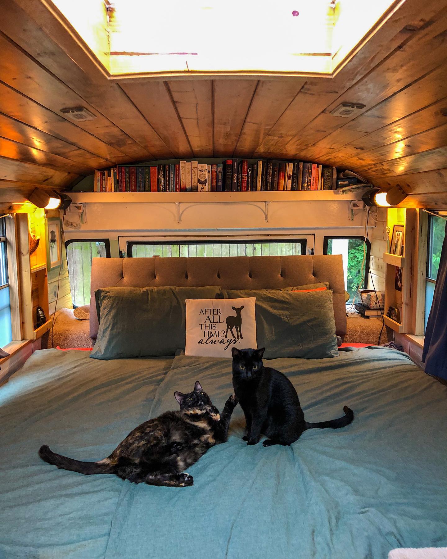 Кошки неплохо проводят время и на кровати хозяев. Кошки неплохо проводят время и на кровати хозяев.