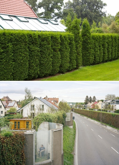 Поликарбонатные вставки в заборе и дикий виноград, прикрывающий бетонные или металлические конструкции (Швейцария).