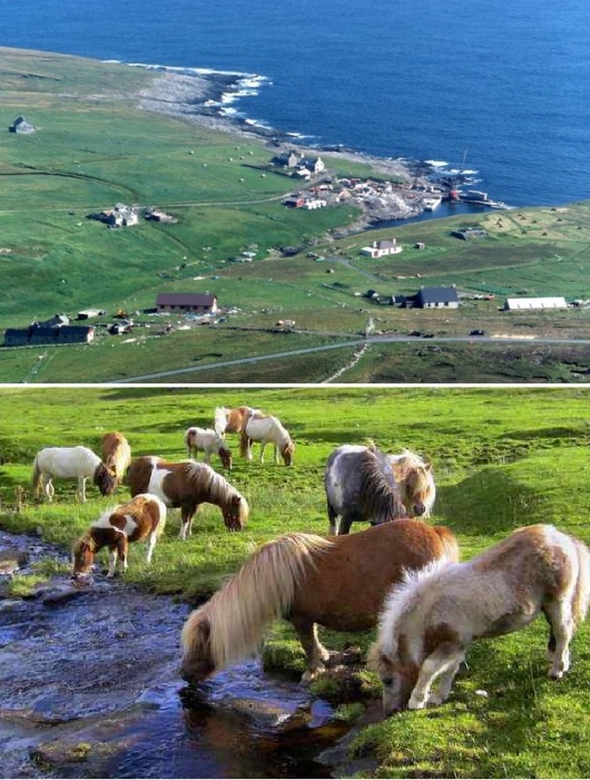 Остров Фула считается родиной шотландских пони, которых так любит детвора во всем мире (Великобритания).