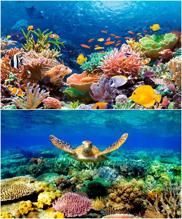 В 1981 году Большой Барьерный риф был внесен в Список Всемирного наследия ЮНЕСКО (Австралия).