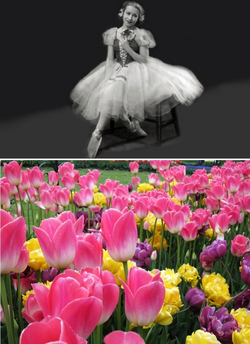 Талант Галины Улановой вдохновил голландца на выведение изящного тюльпана розового цвета.