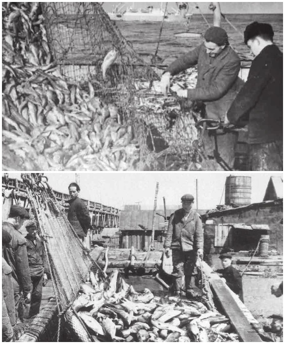 На начало 1950-х годов пришелся пик расцвета рыбопромышленного комплекса Камчатки.